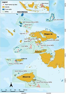 Population estimates of photo-identified individuals using a modified POPAN model reveal that Raja Ampat’s reef manta rays are thriving